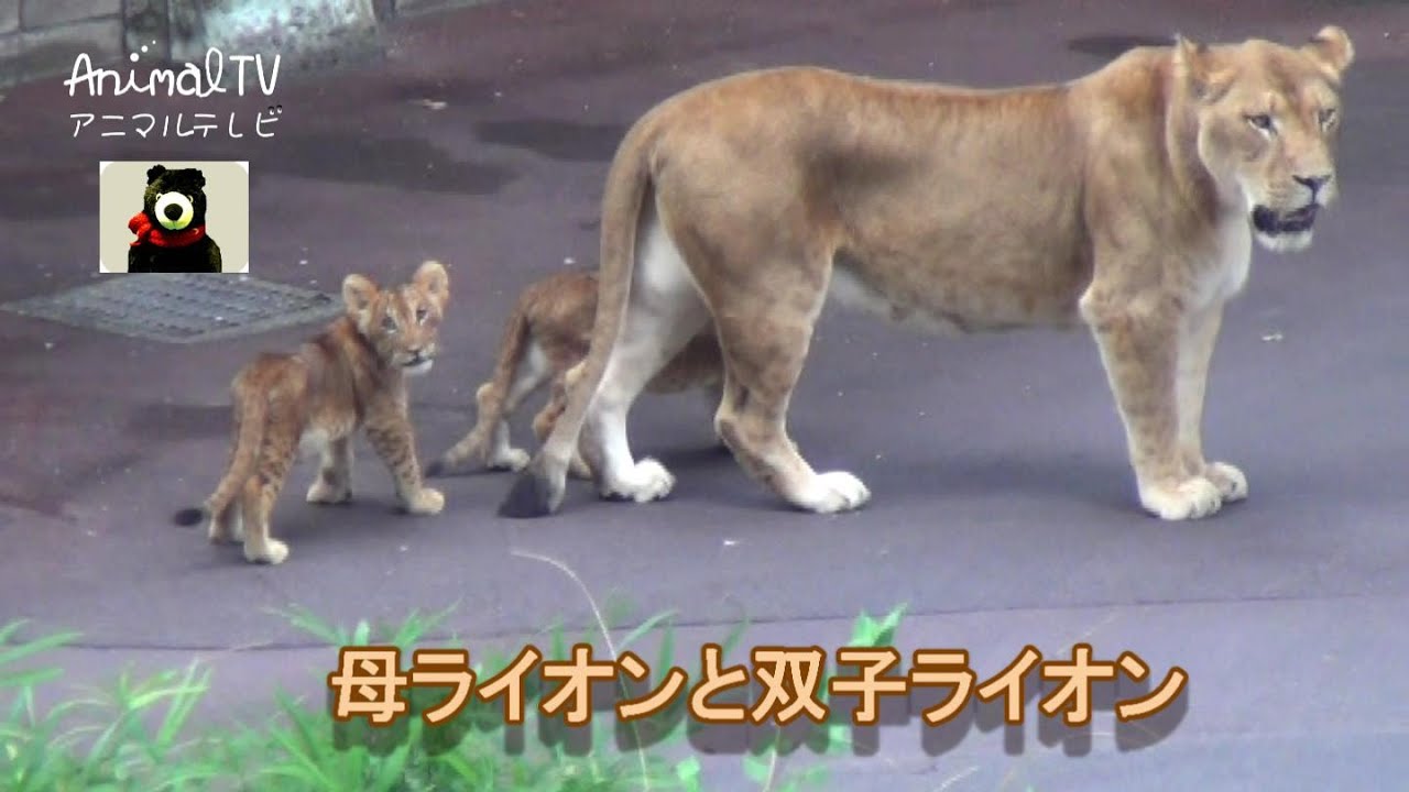 ライオンの親子 Twins Lion Family 126 Animaltv アニマルテレビ Youtube