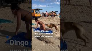 El momento en que un dingo ataca una turista en una playa y la muerde. No es el único caso screenshot 4