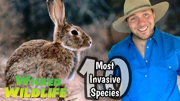 Australia’s 10 MOST invasive species :  No. 1 The Rabbit