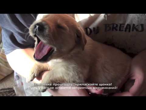 Как подстричь когти маленькому щенку?/How To Clip Puppy Claws?