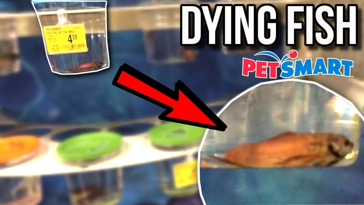 These BETTA FISH are DYING AT PETSMART! (PETSMART VLOG) 