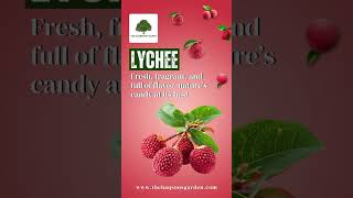 Taste The Magic Of Naturefresh Lychees From Haqsons Garden Sweet, Juicy, Unforgettable