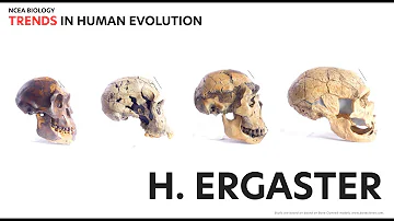 Cosa vuol dire ergaster?