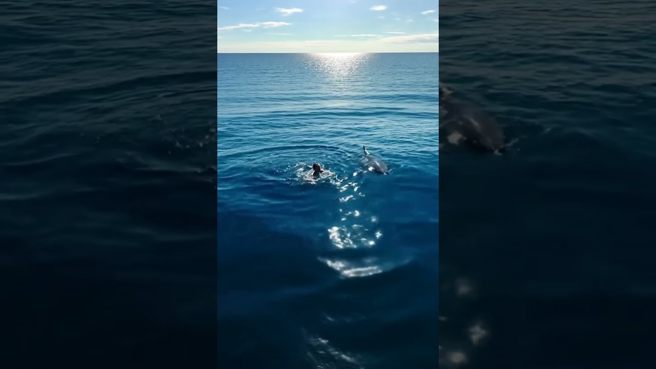 Isolated In The Deep Blue Great White Sharks Circling AI Cinematic Magic