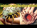      poisonous bugs in the world  tamil galatta news