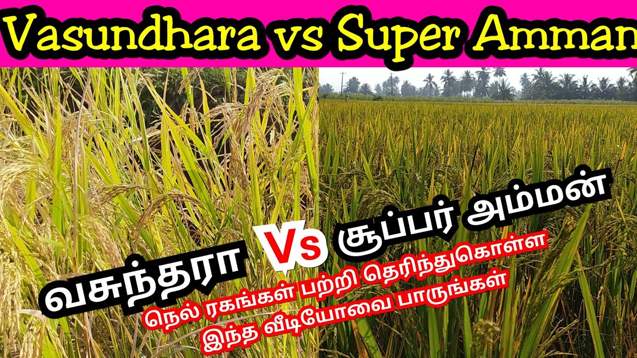 Vasundhara rice and Super Amman paddy varieties | வசுந்தரா மற்றும் ...