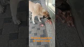 Ülkenin Her Yeri Aç Canlarla Dolu Yazıklar Olsun Bize