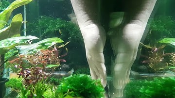 Cleaning Aquarium Wall by Scraping off Algae with Blade – Oddly Satisfying