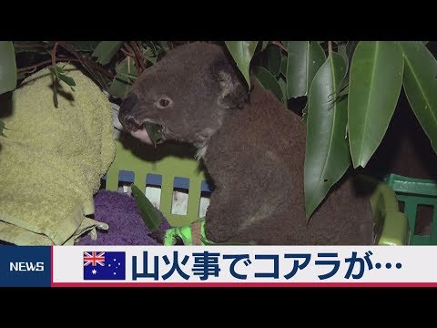 オーストラリア 山火事でコアラが\u2026 , YouTube