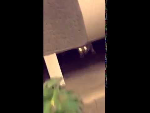 قول تحت خفة او لا 