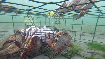 Go Pro Crab Trap in Puget Sound Washington
