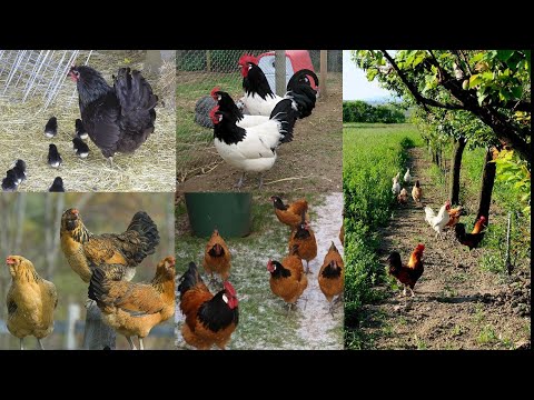 Top Most beautiful chicken breeds: Chicken varieties