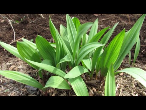 वीडियो: रैंप सब्जी के पौधे - रैंप सब्जियां क्या हैं और रैंप उगाने के टिप्स