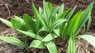 Growing Ramps