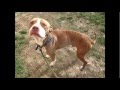 Buddy Needs a Home! ACCT Philly! Buddy Needs a Home! ACCT Philly!