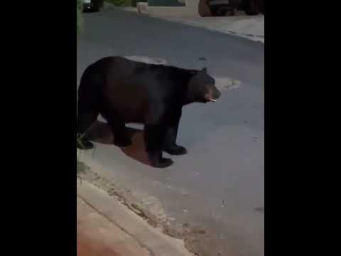 Perro Chihuahua hace huir a un oso, en Mexico