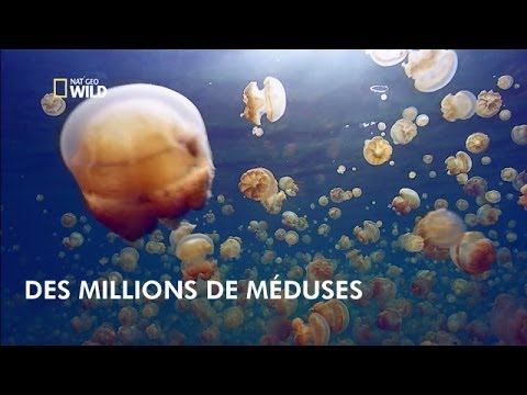 Vidéo: Méduse Tonneau Massive Repérée à Cornouailles