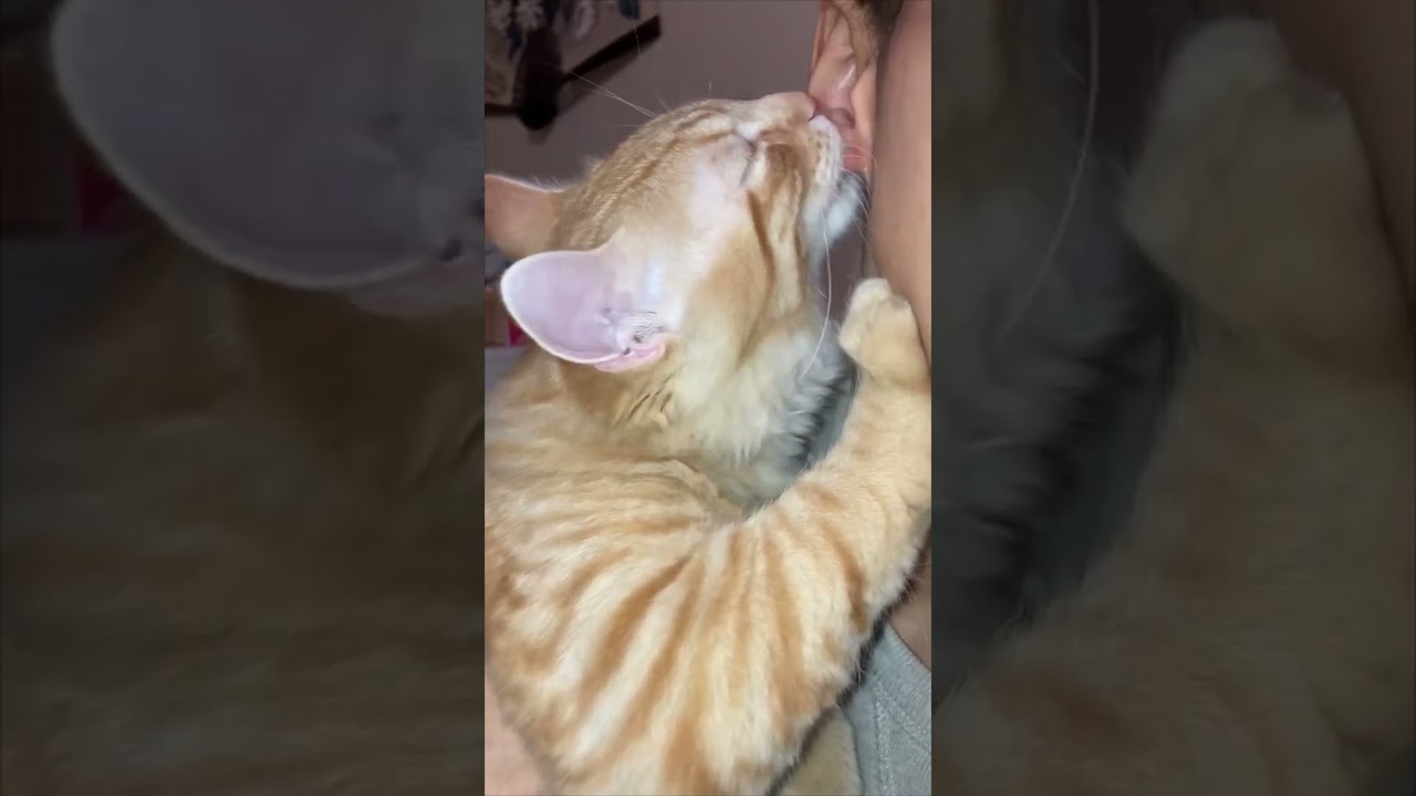 Cat Suckles on Owner's Ear