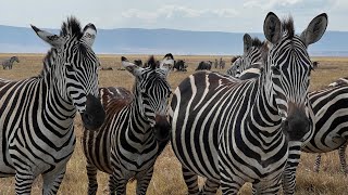 TANZANIA SAFARI - Tarangire, Serengeti and Ngorongoro