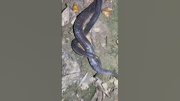 2 con rắn gần nhau khoảng 30 phút # snake #cobra #dongvat #birds #cobrasnake #wildlife #91