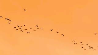 Spring migration
