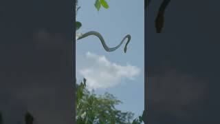 The Incredible Flying Snake 🐍 #shorts #discovery