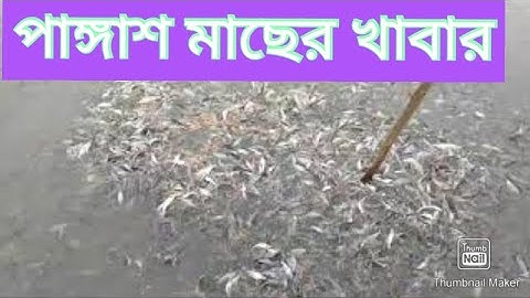 এবার দেখুন পাঙ্গাস মাছের খাবার খাওয়া!পাঙ্গাশ মাছ চাষ পদ্ধতি|| পাঙ্গাস মাছের পোনা|ফিশ কালচার