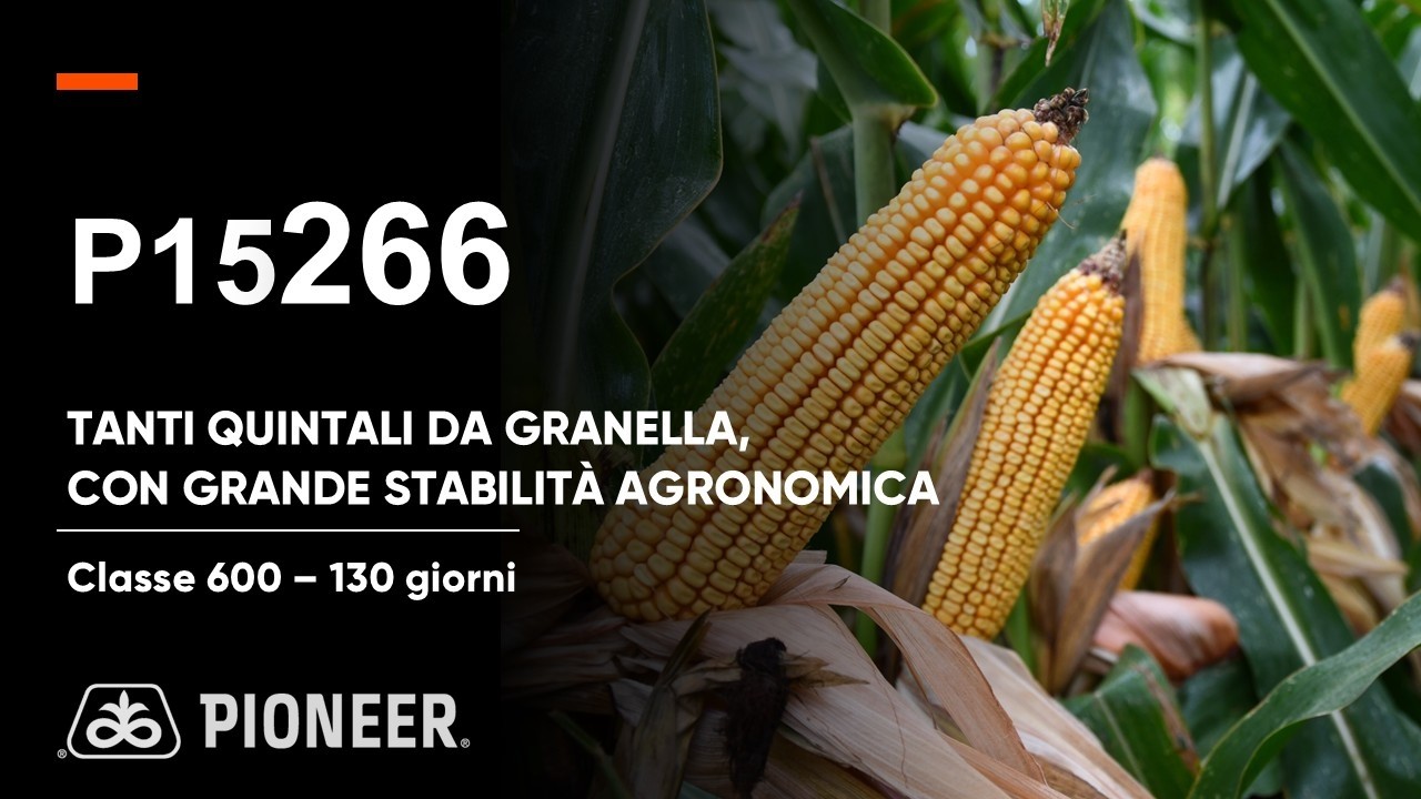 P15266: tanti quintali di granella con grande stabilità agronomica