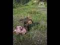Hunting and Skinning the American Wild Panther in | Red Dead Redemption 2 #reddeadredemption #rdr2