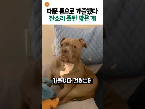 <strong>너는</strong> 들개가 아니라고