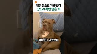 너는 들개가 아니라고