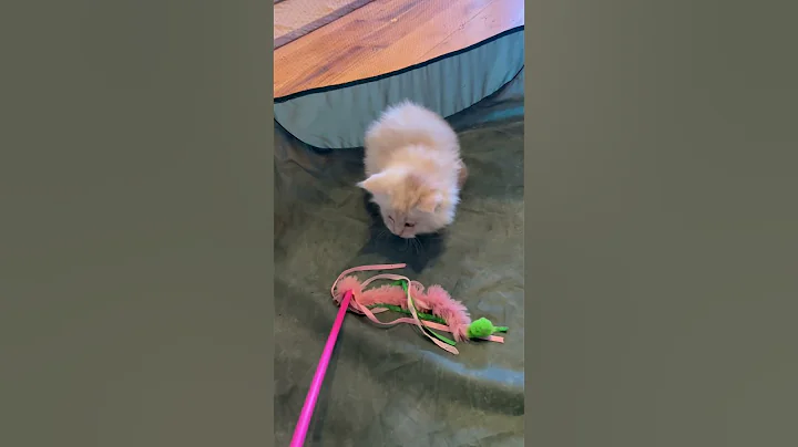 Video 7219761: coon mainecoon, red silver maine coon, red maine coon male