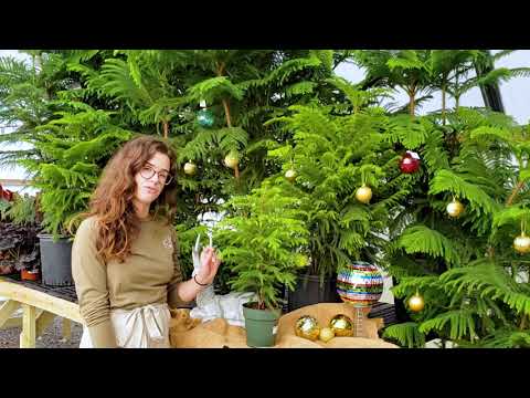 Video: Norfolk Pine Propagation - Lär dig om att reproducera Norfolk Island Pine Plants