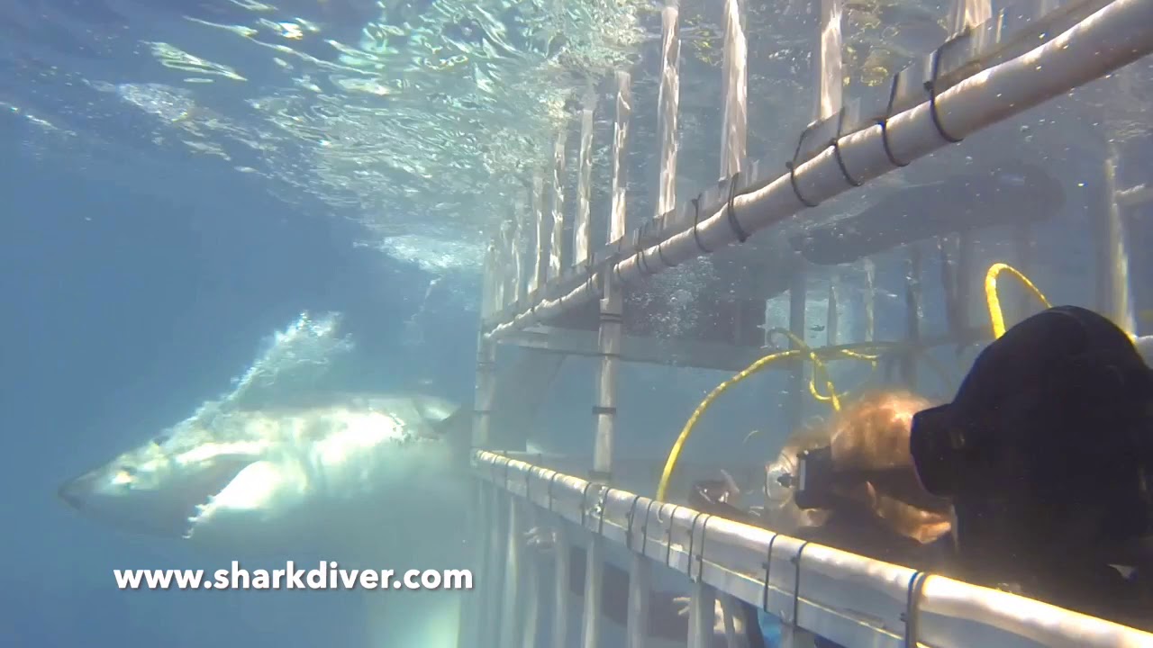 camera iphone 8 plus apk Great White Shark biting cage!