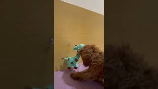 'Tiny Paws, Big Fun: Toy Poodle Takes on Bath Toy Challenge!' #cute #dog #funny #shorts #viral #toy