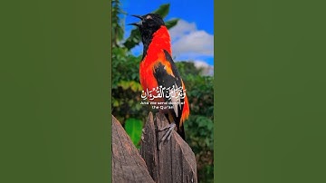 #المصحف #اكسبلور #القرآن_الكريم روائع التلاوات النادره لفضيلة الشيخ عبد الباسط عبد الصمد رحمه الله