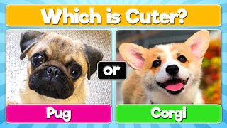 Pick the Cutest Dog | Which Dog is Cuter?
