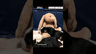 Mama Dog Collect Toys For Puppies