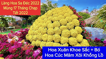 🌼 Làng Hoa Sa Đéc 2022 Hoa Khoa Sắc Với Bó Hoa Cúc Mâm Xôi Khổng Lồ Tết 2022 | Khương Nhựt Minh