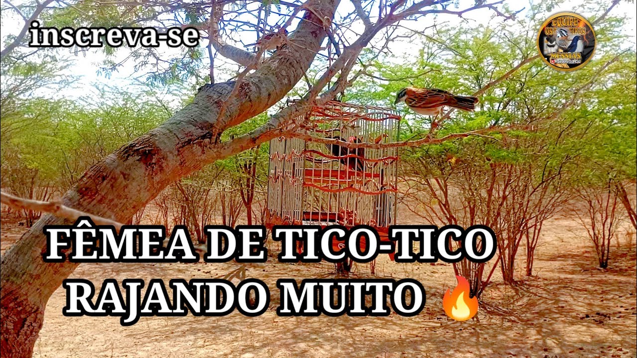 FÊMEA DE TICO-TICO RAJANDO MUITO, FOGOSA 🔥