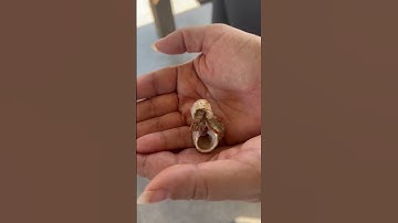 VIRAL! Hermit Crab Shell Swap IN HANDS (Never Seen Before!) 🤯💖