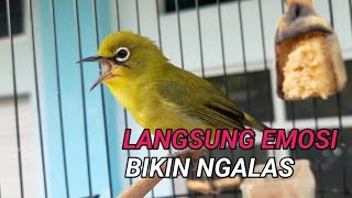 masteran pleci ngalas bikin lawan langsung emosi