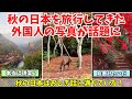 【海外の反応】「ファンタジーの世界じゃん！」紅葉シーズンに日本を旅行してきた外国人の写真が海外で話題に