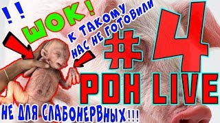 ШОК! Свинья родила человека! Как такое возможно?! / PDH Live #4