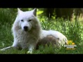 Fem ulvehvalpe født i Ulveskoven