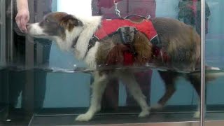 Hydrotherapy for agility dogs