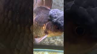 This Goldfish Is Pissed Off