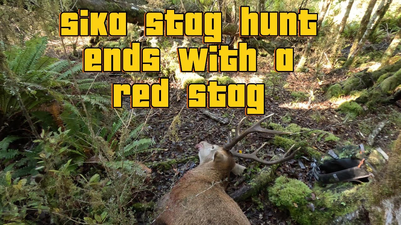 Sika stag hunt with my big game indicating dog, but ended up shooting a red stag 14/07/2024