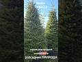 Хвойні рослини Частина 1. Весна 2026р.