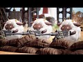 Отдых с Соней и котиками - Palworld (Чилл-аут)